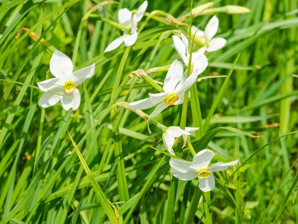 自然低地の生息地の生物圏保護区水仙の谷 ザカルパッチャ州 ウクライナで開花野生の狭い葉水仙群 — ストック写真