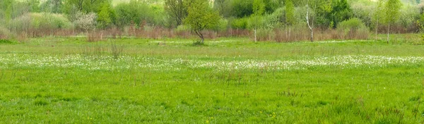 Panorama Fragment Habitat Naturel Des Basses Terres Narcisses Sauvages Feuilles — Photo