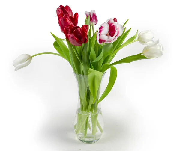 Buquê Tulipas Vermelhas Brancas Variegadas Com Folhas Vaso Flores Transparente — Fotografia de Stock