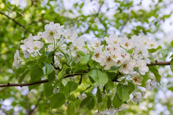 Branche de poire à fleurs sur un fond flou — Photo