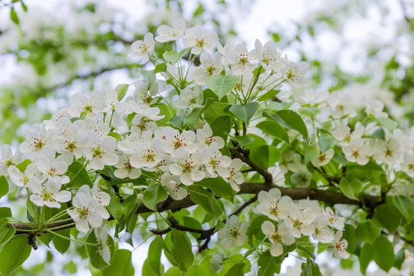 背景をぼかした写真に開花ナシの枝 — ストック写真