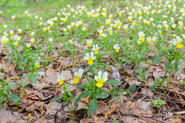 Lichtung im Wald mit blühenden Stiefmütterchen aus nächster Nähe — Stockfoto