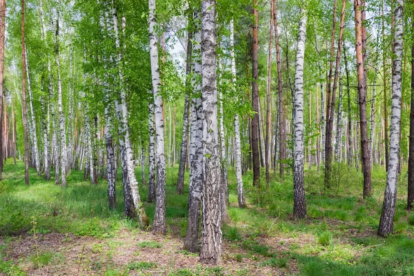 A tavaszi erdő birches előtér a töredéke — Stock Fotó