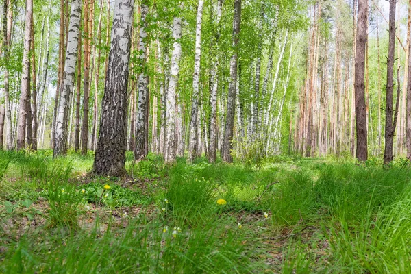 Fragment av skogen våren med gräs på en förgrund — Stockfoto