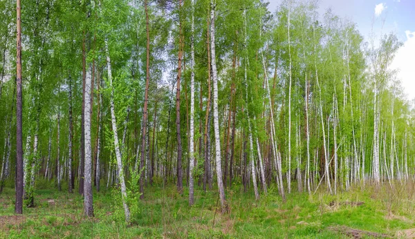 Birken und Kiefern am Rande des Frühlingswaldes — Stockfoto