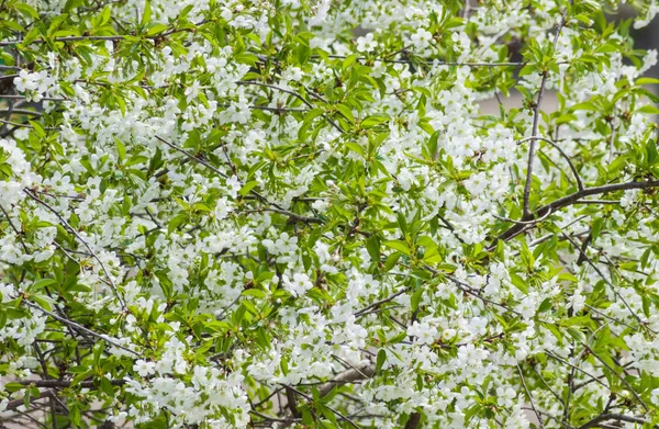 Фон квітучих вишневих дерев — стокове фото