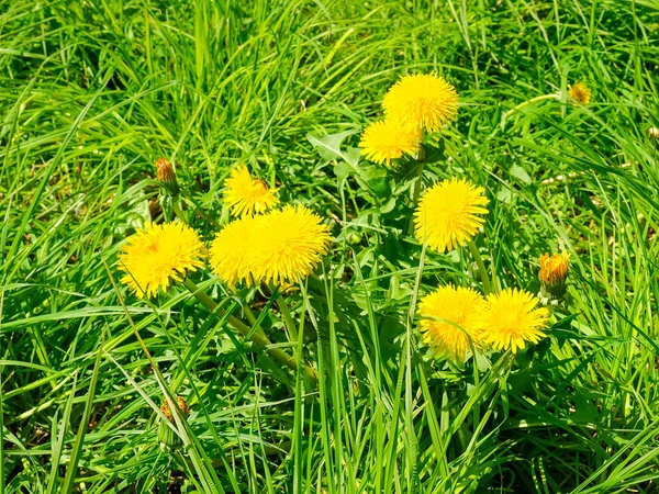 Flores de diente de león entre de hierba densa — Foto de Stock