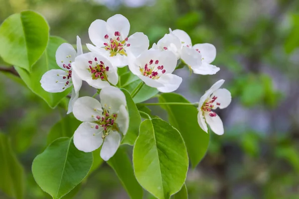 Branch of flowering pear close-up on a blurred background — Stock Photo, Image