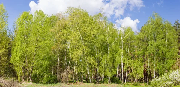 Bosque marge con árboles de hoja caduca en un primer plano — Foto de Stock