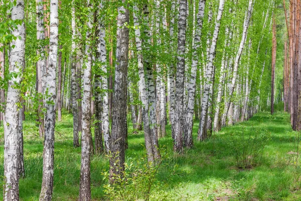 El fragmento del bosque primaveral con los abedules en el primer plano — Foto de Stock