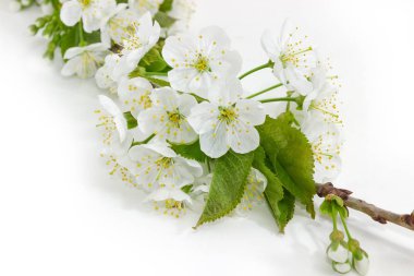 Kiraz çiçek açması yakın çekim hafif bir arka plan üzerinde Şubesi