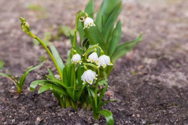 Gruppo dei fiocchi di neve fioriti di primavera primo piano — Foto Stock