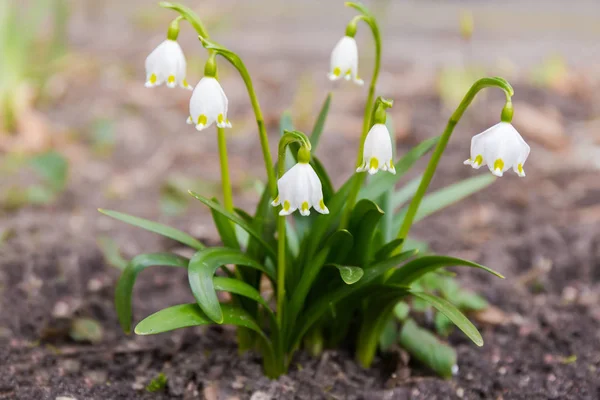 Gruppo dei fiocchi di neve fioriti di primavera primo piano — Foto Stock