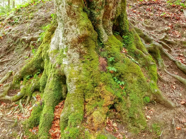 Onderste gedeelte van de stam en wortels van oude beuken boom — Stockfoto