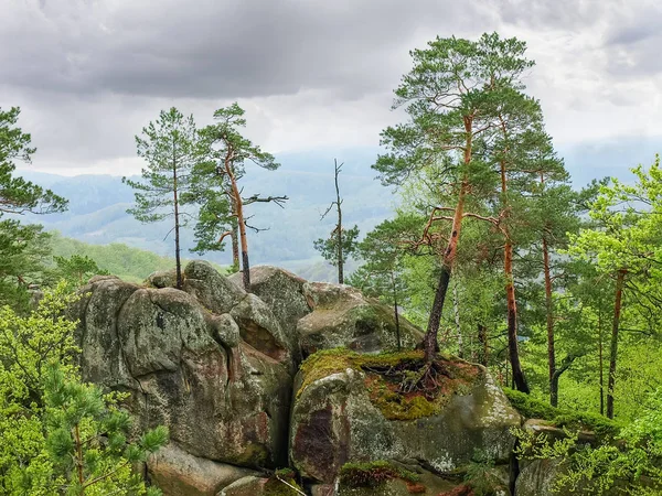 Árboles creciendo en las rocas en el parque paisajístico Dovbush rocas, Ucrania — Foto de Stock