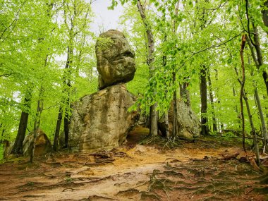 Rock mostralar, peyzaj park Dovbush kayalar ile orman. Karpatlar