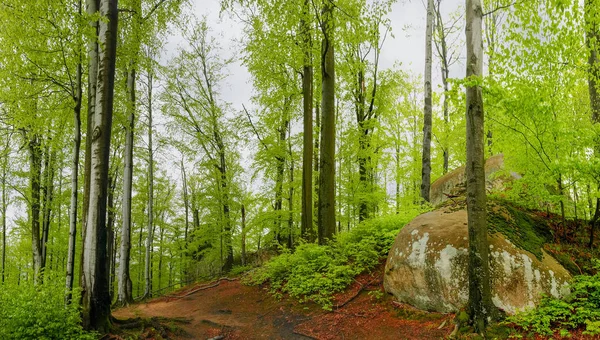 Bos met rots ontsluitingen, landschap park Dovbush rotsen. Karpaten — Stockfoto