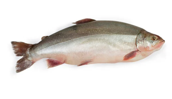 Świeży niegotowane Arctic char na białym tle — Zdjęcie stockowe