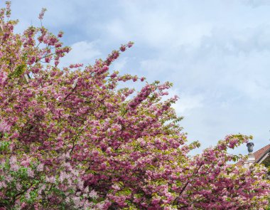 Bulutlu gökyüzüne karşı çiçekli kiraz çiçeği dalları 