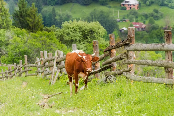Vaca rufa cerca de la valla de madera en la ladera de la montaña —  Fotos de Stock