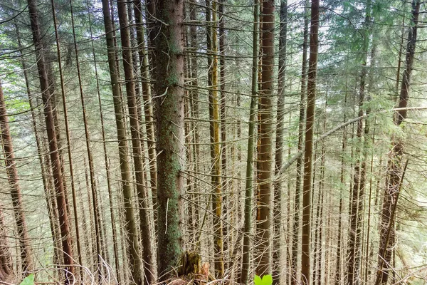 Boomstammen van dennenbomen op een berghelling — Stockfoto