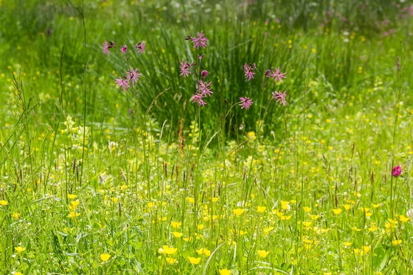 Floración de flores silvestres entre hierba variada que crece en el prado alpino — Foto de Stock