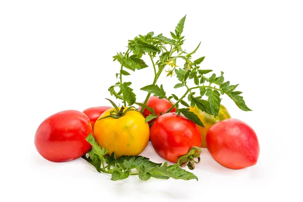 Tumpukan tomat yang berbeda dengan ranting dan daun — Stok Foto