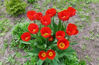 Kırmızı laleler yakın çekim grubun üst görünümü