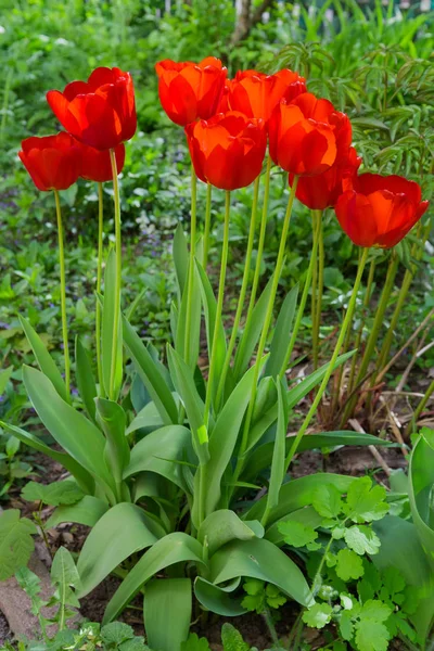 Grupo de tulipanes rojos florecientes de cerca — Foto de Stock