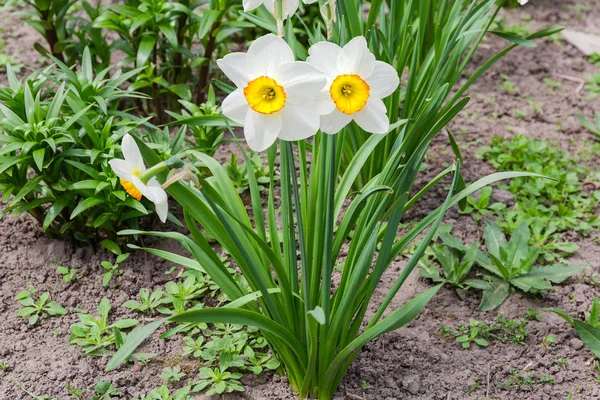 Narciso cultivado con pétalos blancos y corona amarilla en forma de copa — Foto de Stock