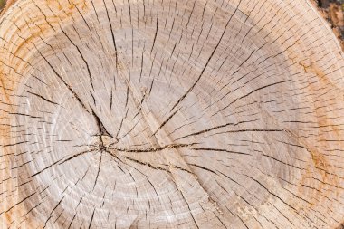 Karaağaç gövdesinin enine kesiminin arka planı 