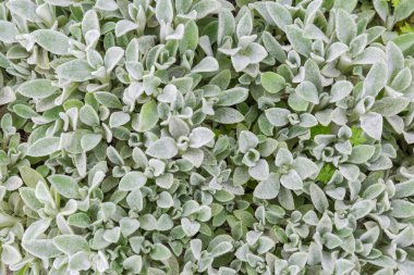 Stachys byzantina genç yaprakları üst görünümü