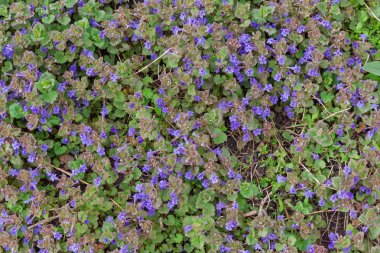 Çiçekli Glechoma hederacea ile kaplı çayır Arka Plan