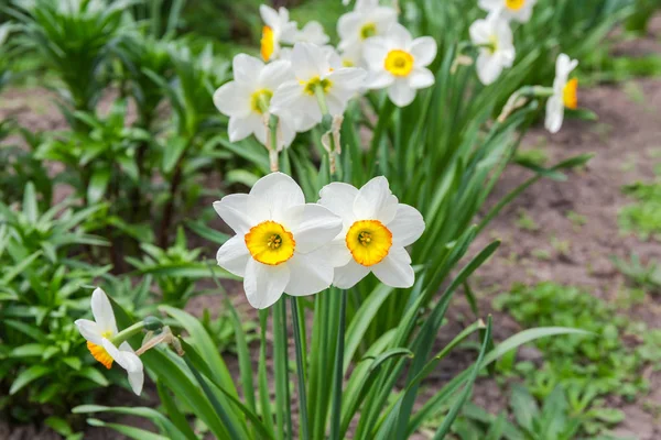 Narciso cultivado con pétalos blancos y corona amarilla en forma de copa — Foto de Stock