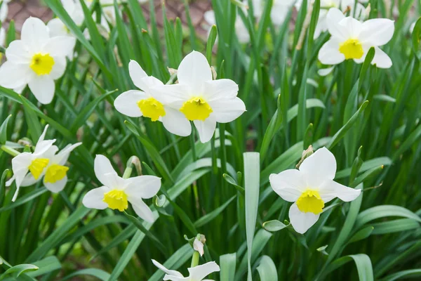 Merkezinde sarı fincan şeklinde korona ile ekili beyaz narcissus — Stok fotoğraf