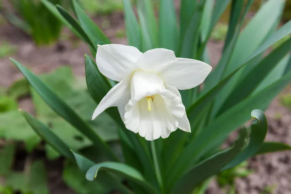 Flor del narciso blanco cultivado con forma de trompeta — Foto de Stock