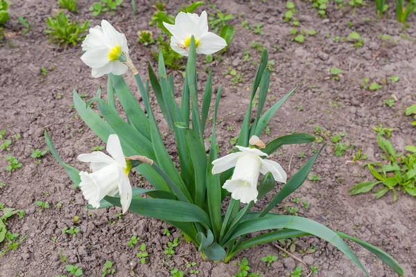 Narciso cultivado con pétalos blancos y trompeta blanca — Foto de Stock