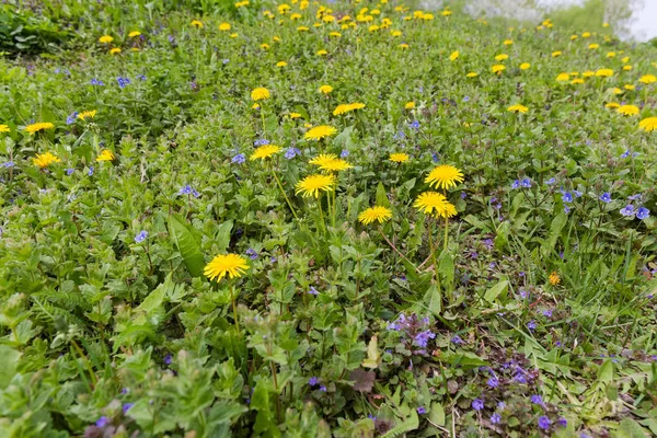 Glade cubierto con dientes de león con flores y otras flores de primavera — Foto de Stock