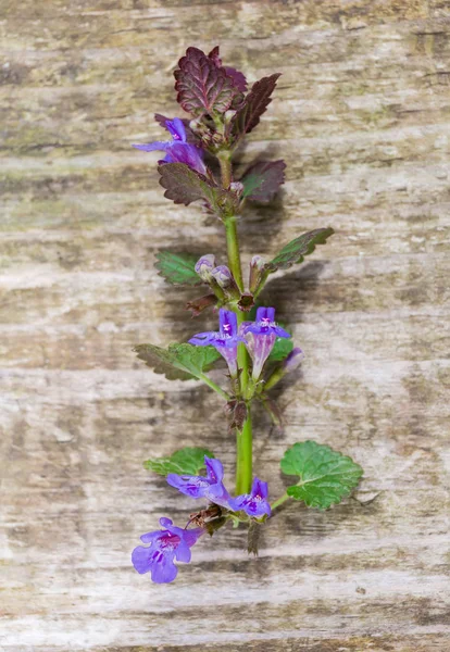 Stalk of the flowering Glechoma hederacea on wooden surface — Stock Photo, Image