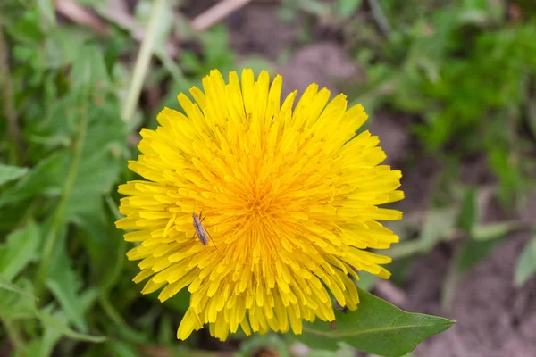 곤충, 클로즈업 을 가진 단일 민들레 꽃 — 스톡 사진