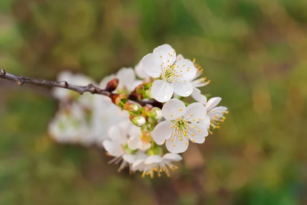 Гілка квітучої вишні на розмитому фоні — стокове фото