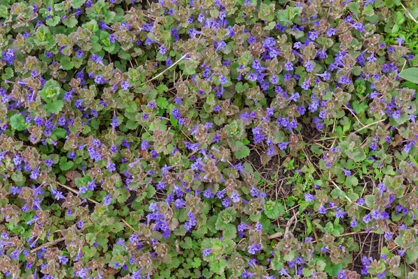 Background of meadow covered with flowering Glechoma hederacea — Stock Photo, Image