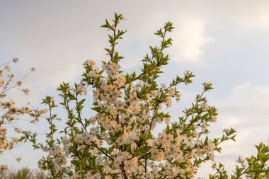 Gün batımında gökyüzüne karşı çiçekli kiraz ağacının parçası