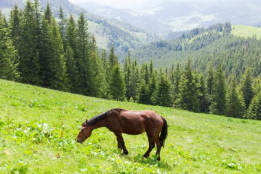 Yayla dağ çayırında otlayan kahverengi at