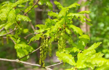 Catkins ve genç yaprakları ile beyaz meşe Dalı