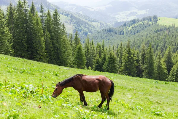 高地の山の牧草地で放牧する茶色の馬 — ストック写真