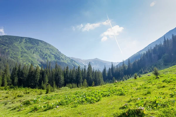 Horské údolí zčásti pokryté lesem v Karpatských horách — Stock fotografie