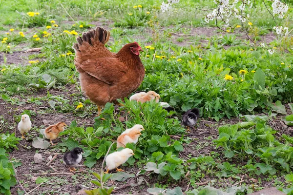 Cinkání slepice se svými kuřaty v trávě na farmě — Stock fotografie