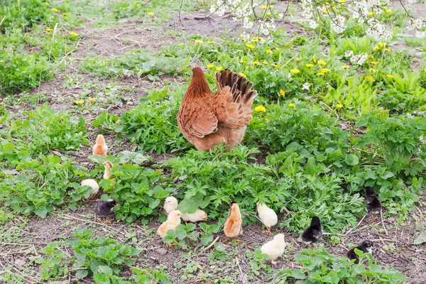 在农场的草丛中，小鸡与时钟母鸡的雏鸟 — 图库照片