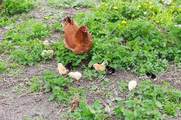 Cinkání slepice se svými kuřaty v trávě na farmě — Stock fotografie